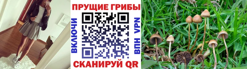 Псилоцибиновые грибы Cubensis  Купить где  Киреевск 